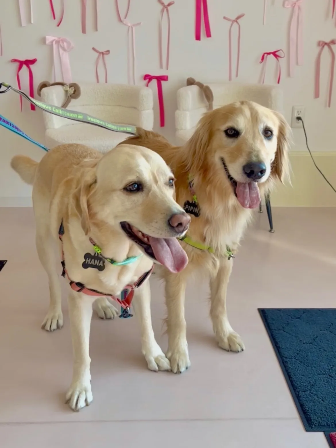 今日は、かわいさ満点のご来店です🐶🐶