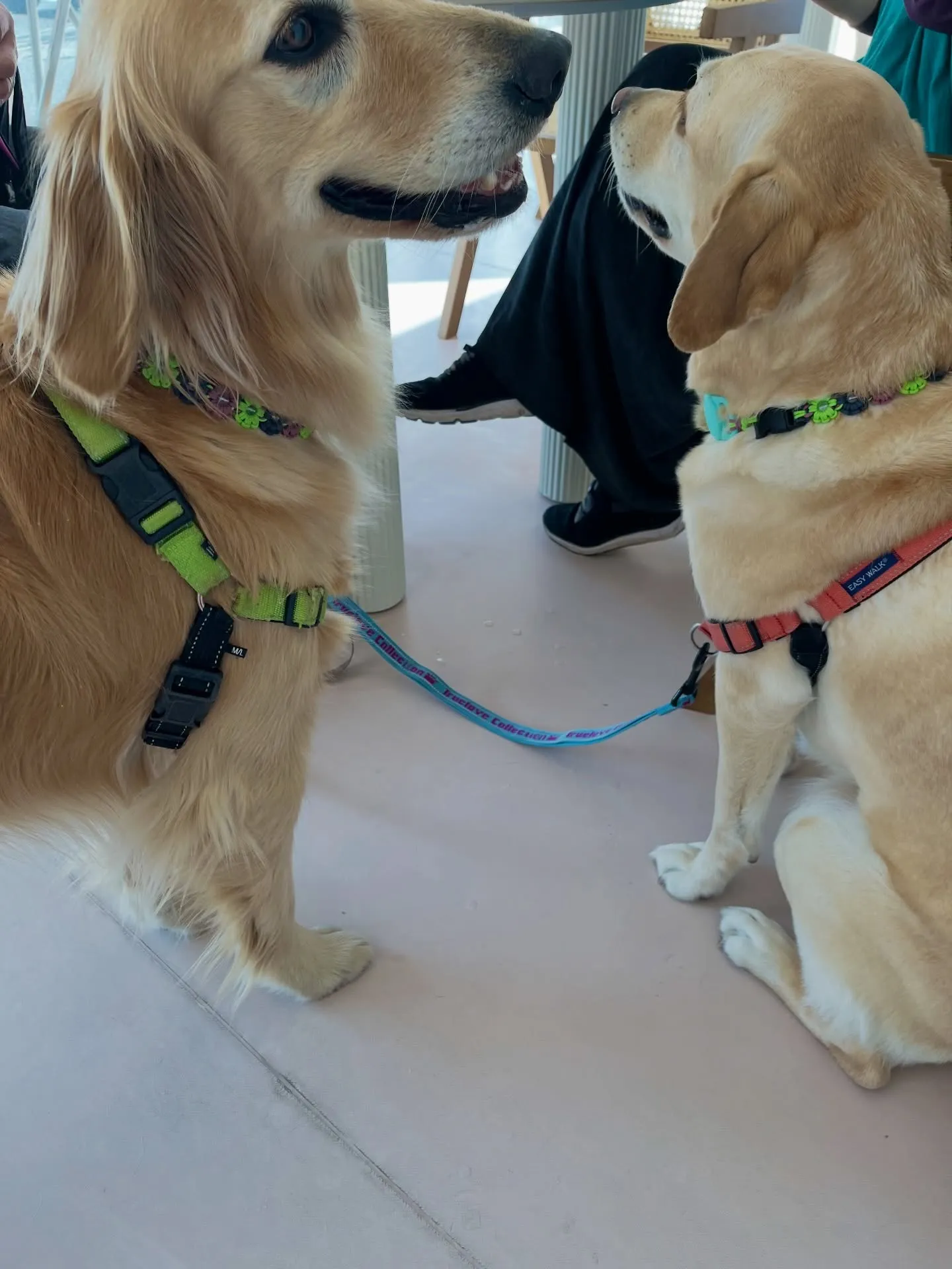 今日は、かわいさ満点のご来店です🐶🐶