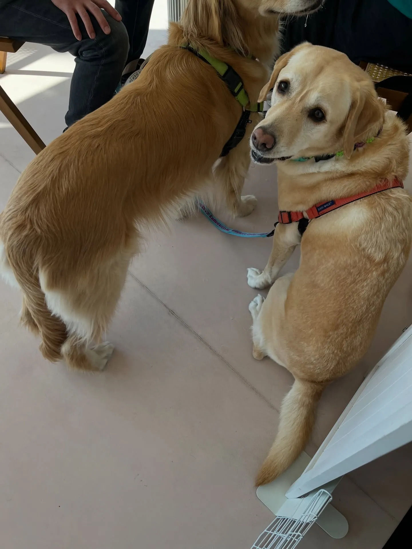 今日は、かわいさ満点のご来店です🐶🐶