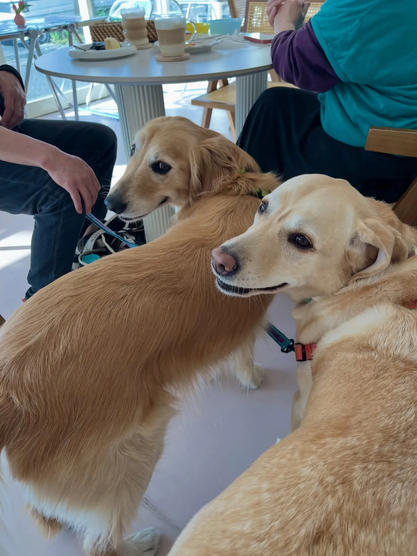 今日は、かわいさ満点のご来店です🐶🐶