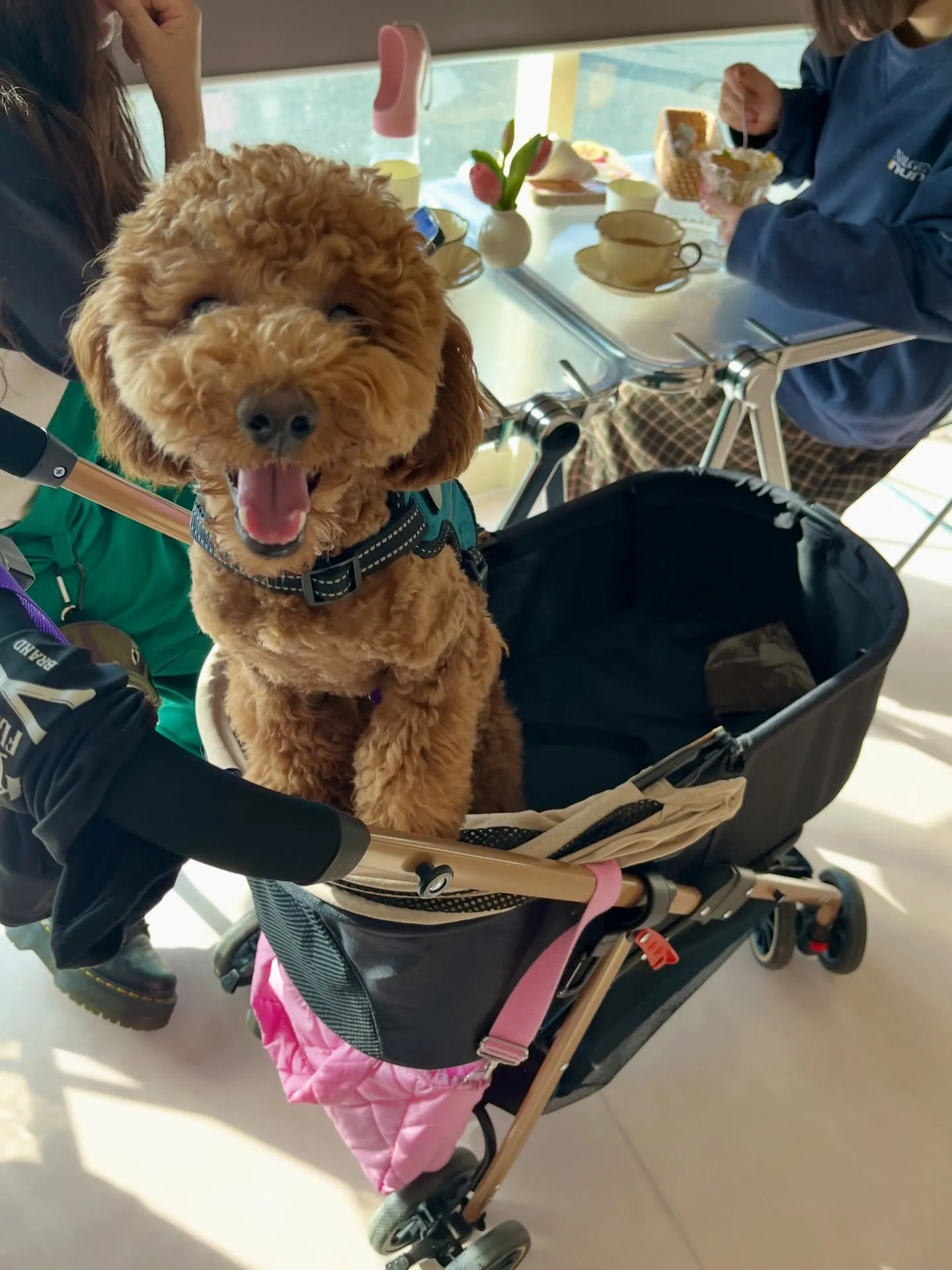 可愛さ満点のご来店です🐶