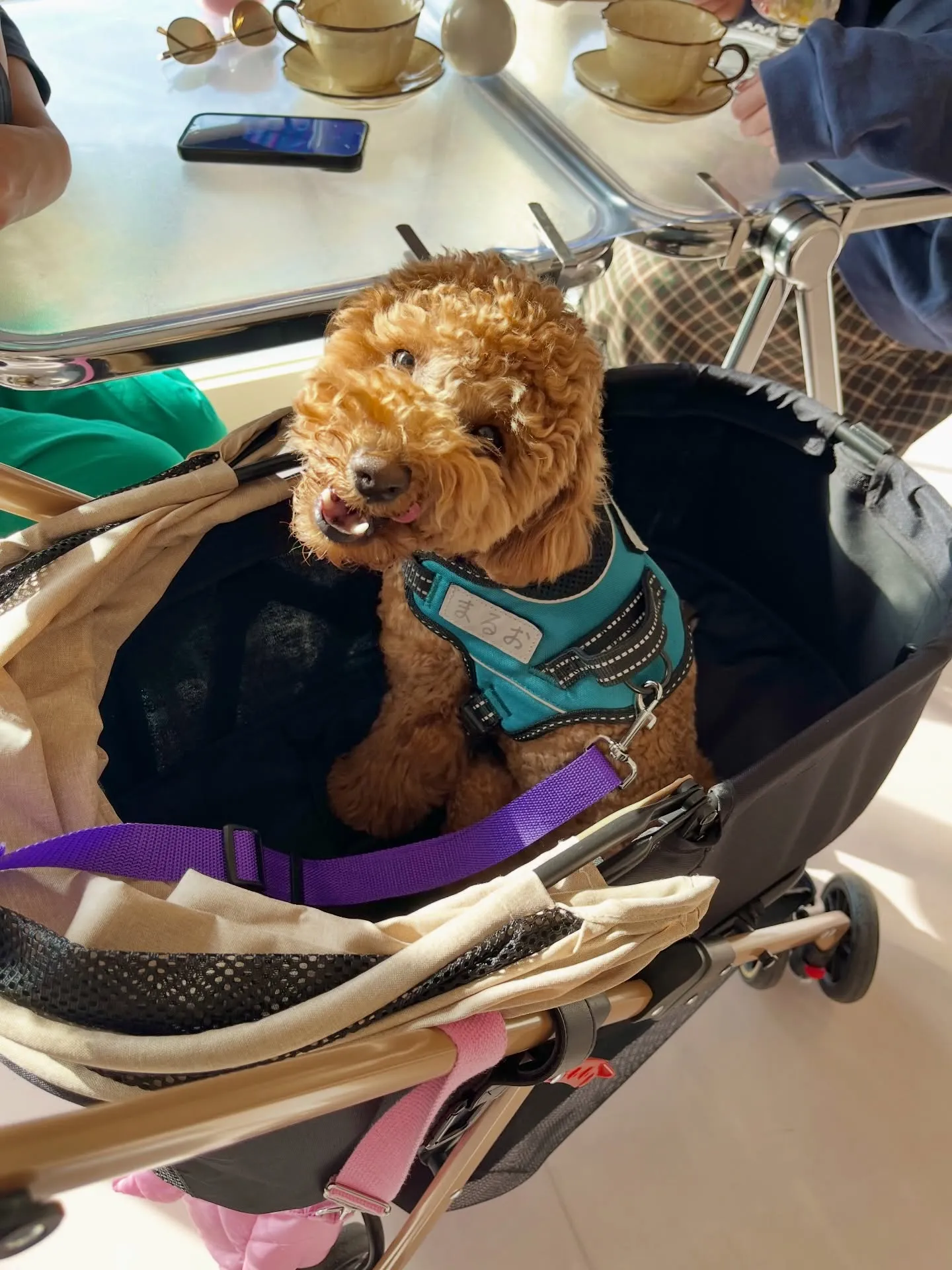 可愛さ満点のご来店です🐶