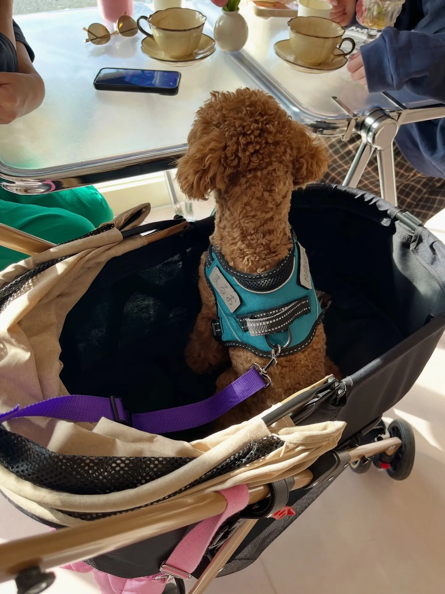 可愛さ満点のご来店です🐶