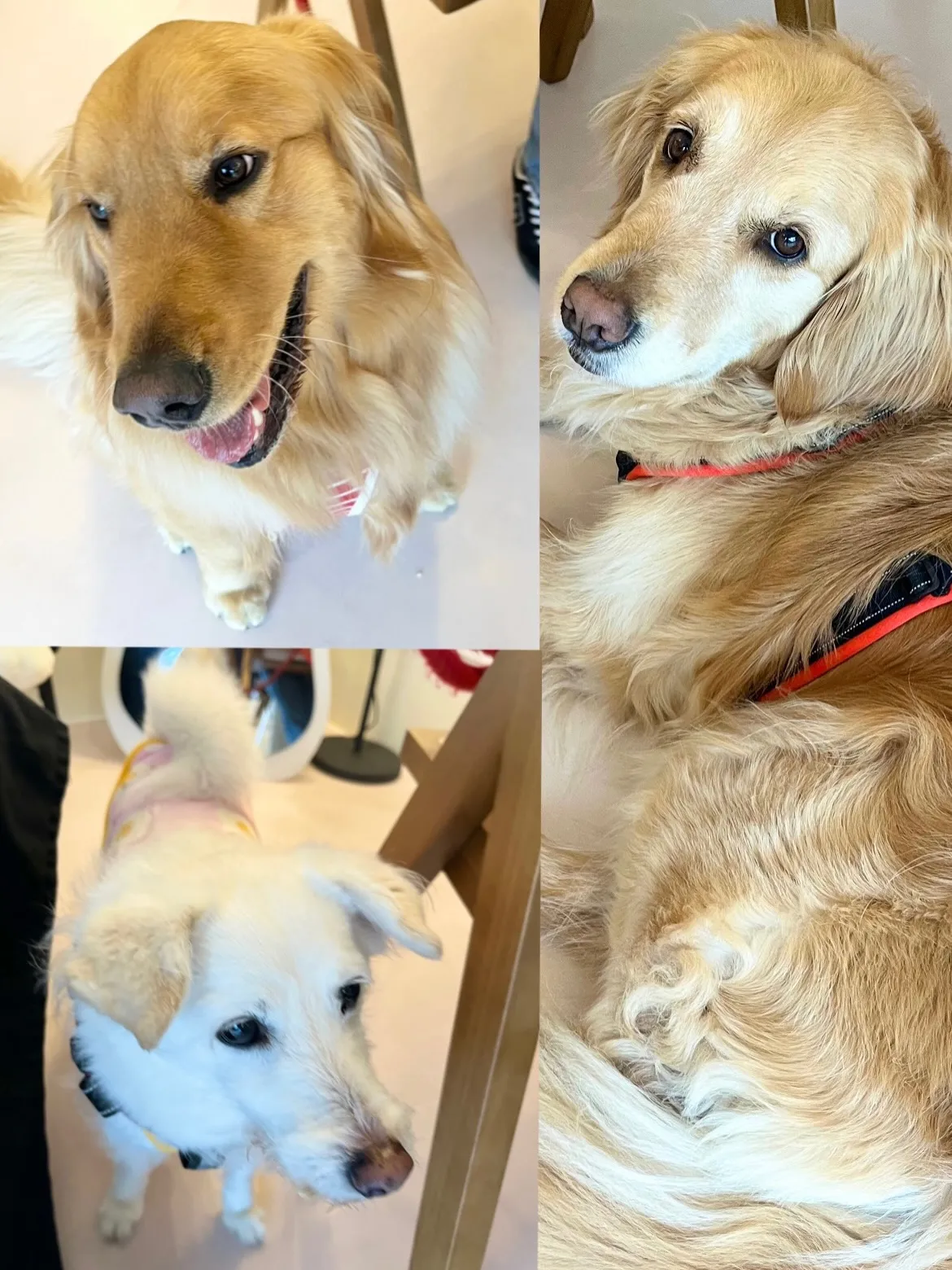 可愛さ満点のご来店です🐾🐾🐾