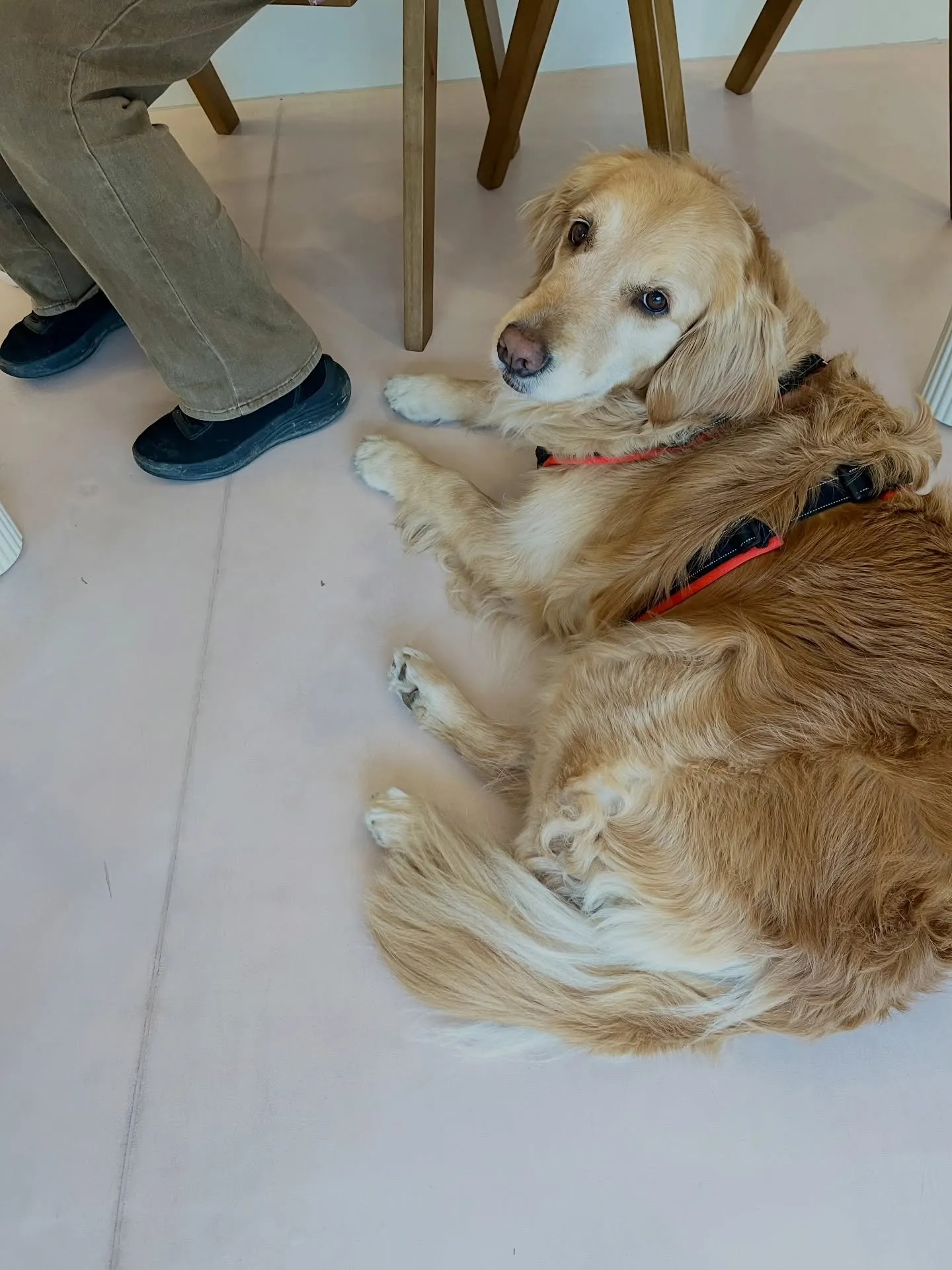 可愛さ満点のご来店です🐾🐾🐾