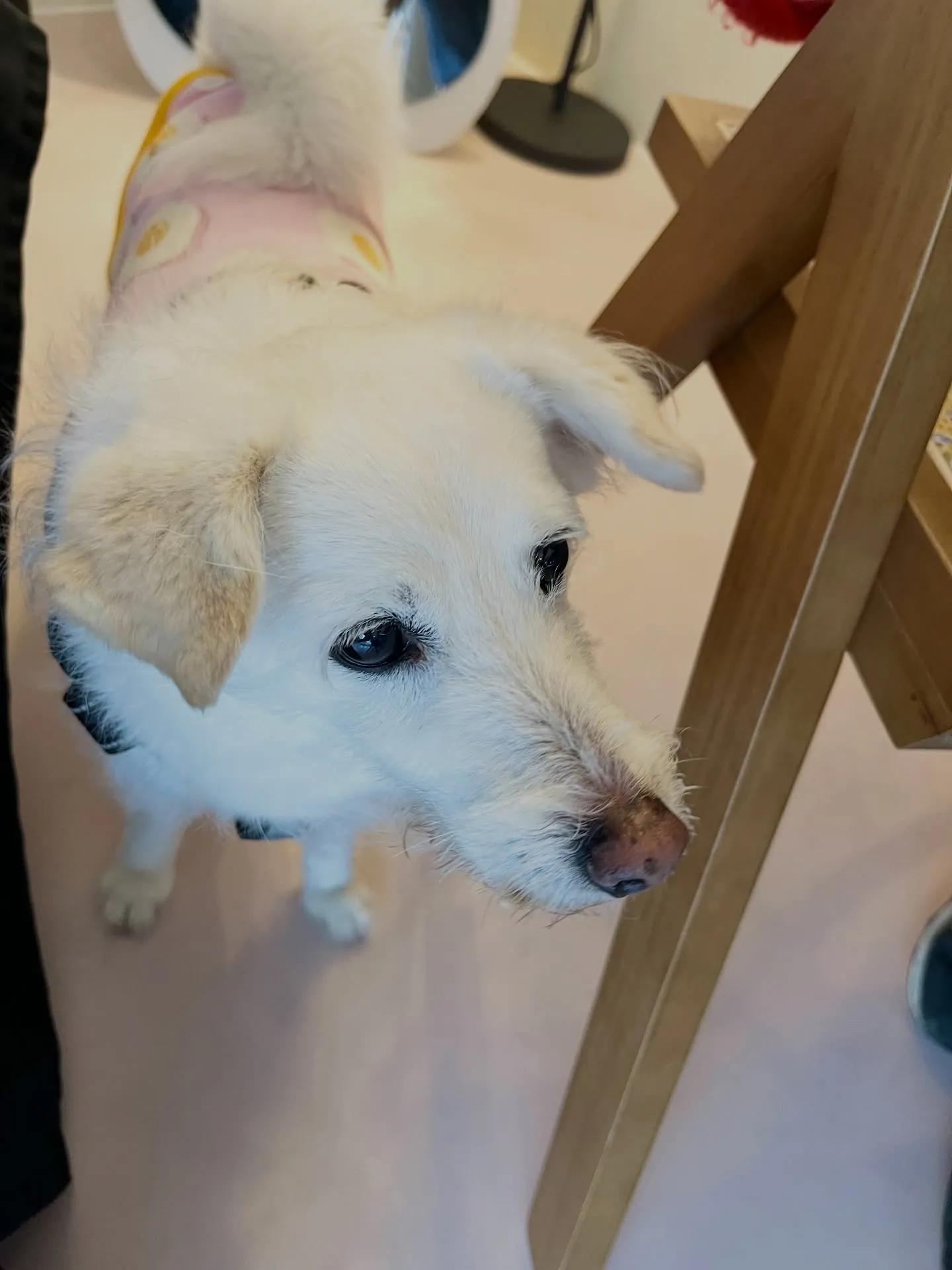 可愛さ満点のご来店です🐾🐾🐾