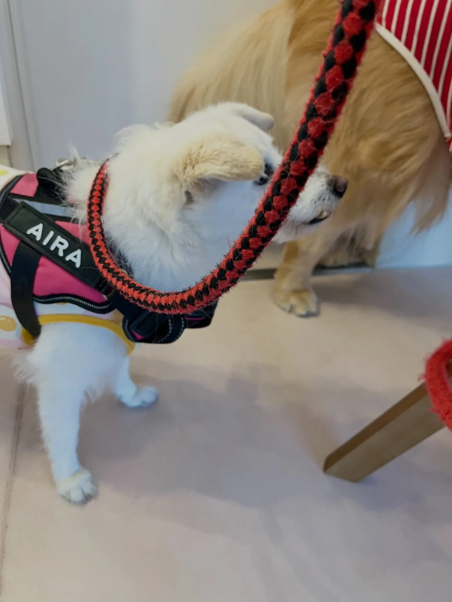 可愛さ満点のご来店です🐾🐾🐾