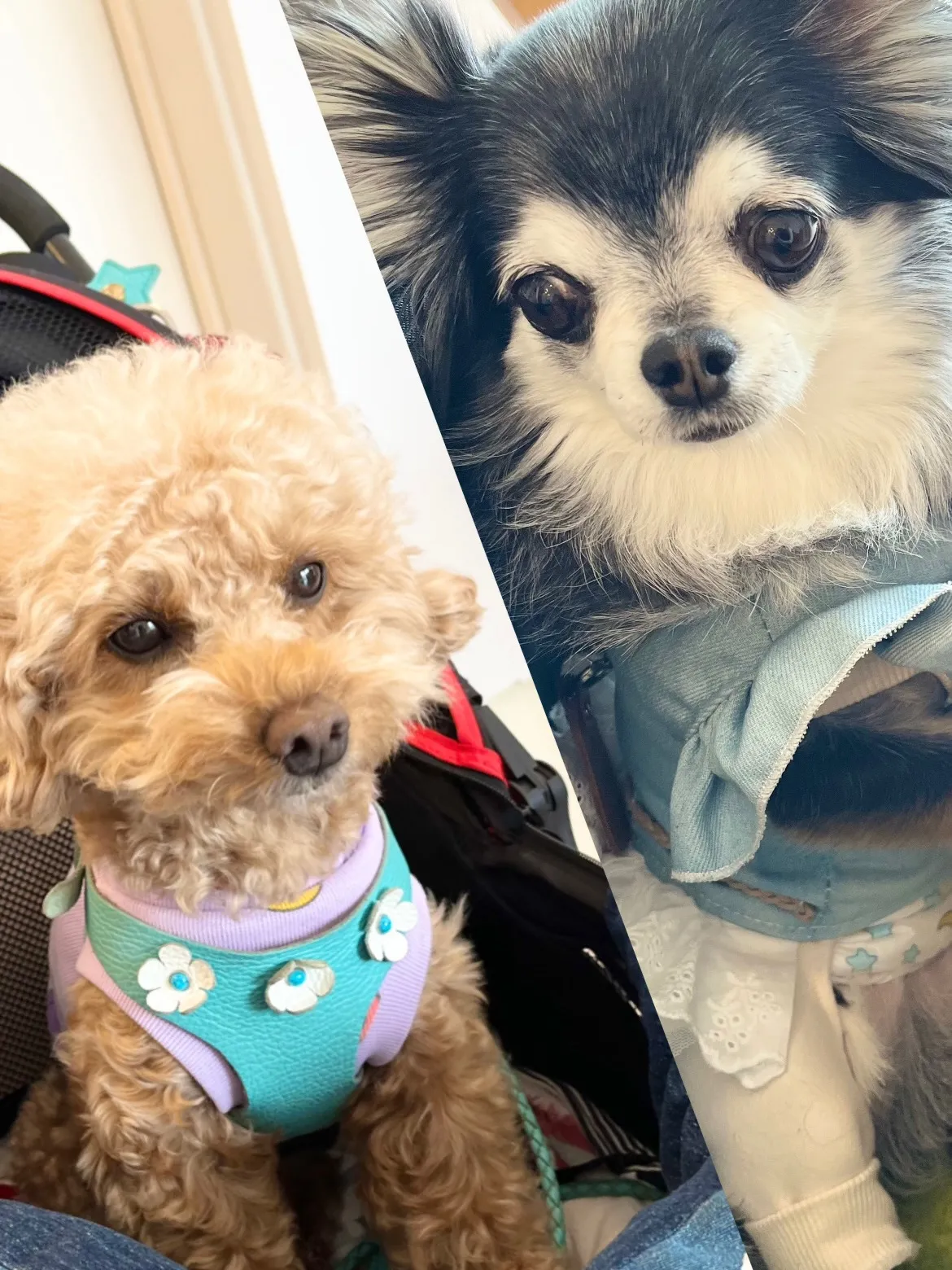 可愛さ満点のご来店です🐶🐶