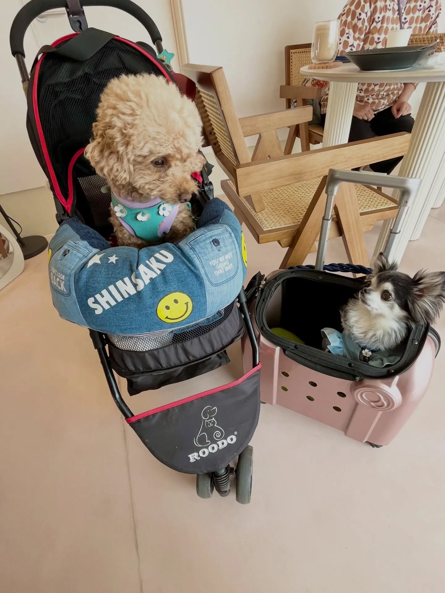 可愛さ満点のご来店です🐶🐶