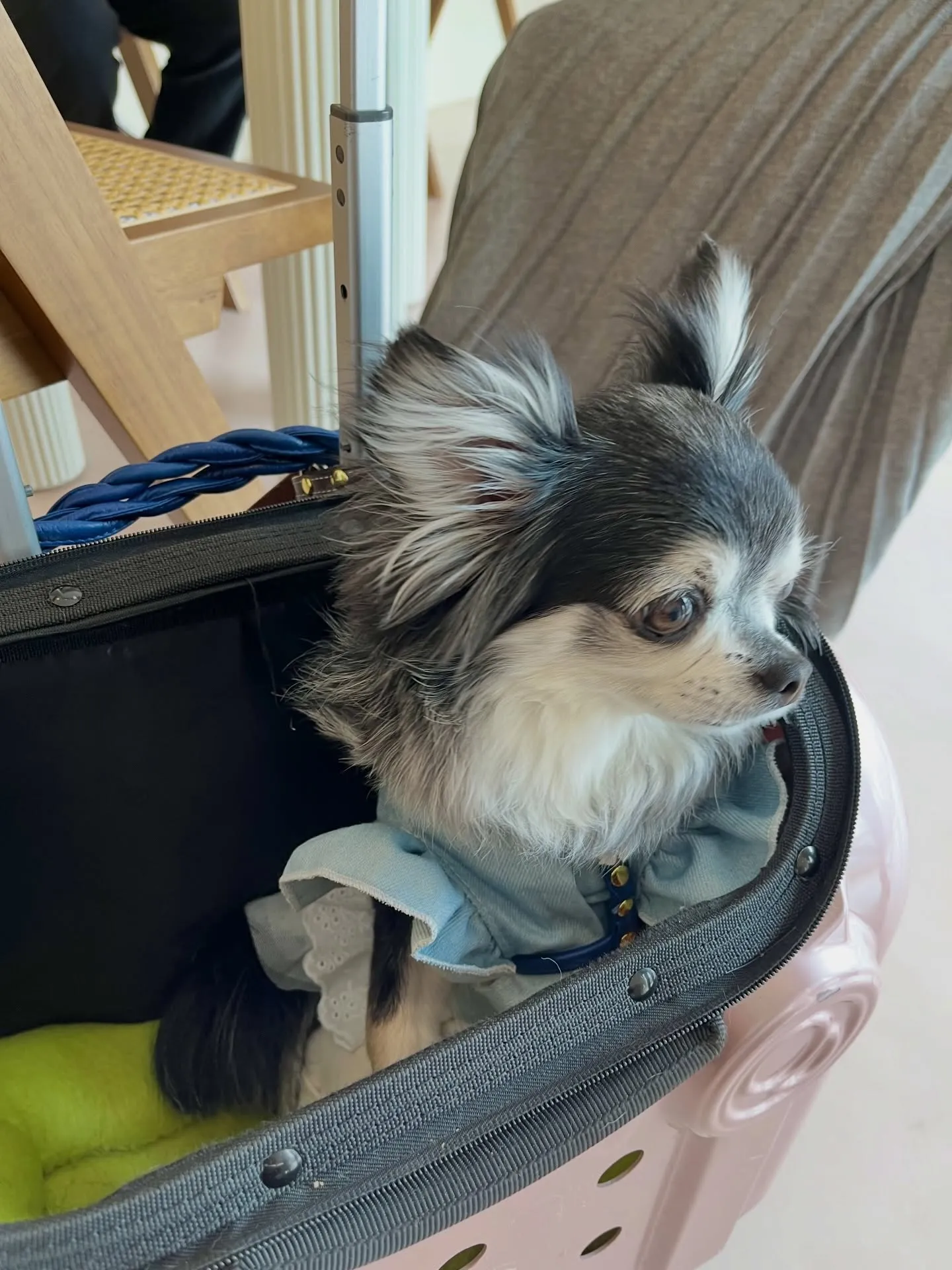 可愛さ満点のご来店です🐶🐶