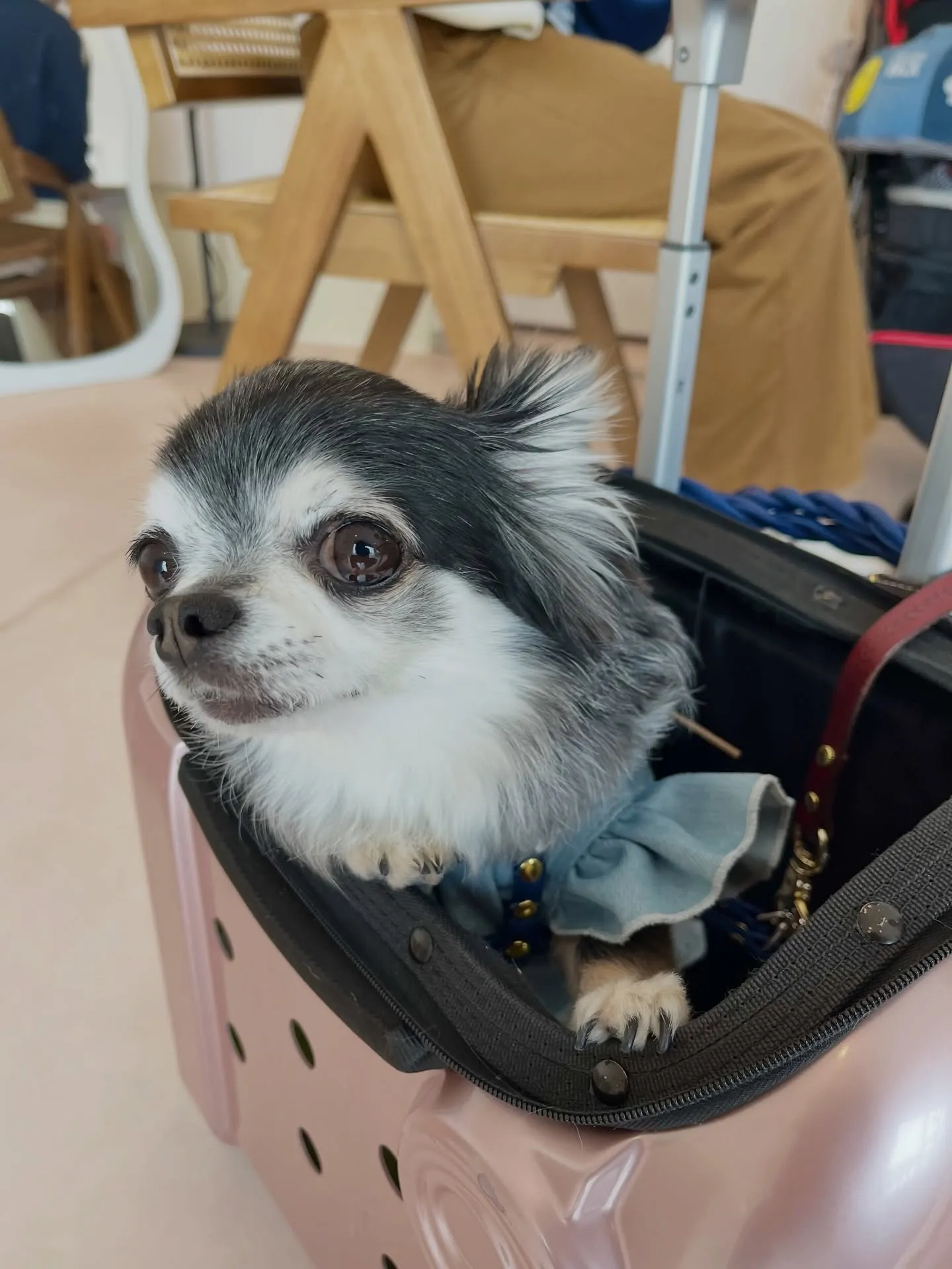 可愛さ満点のご来店です🐶🐶