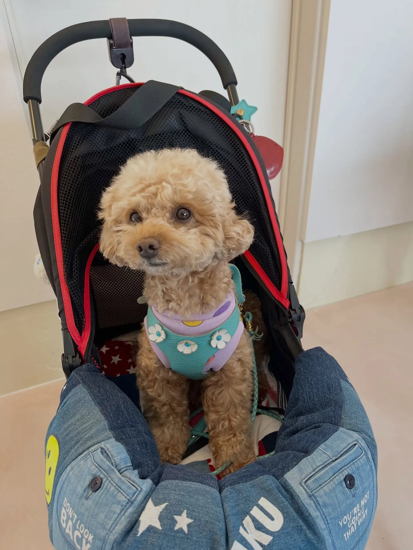 可愛さ満点のご来店です🐶🐶