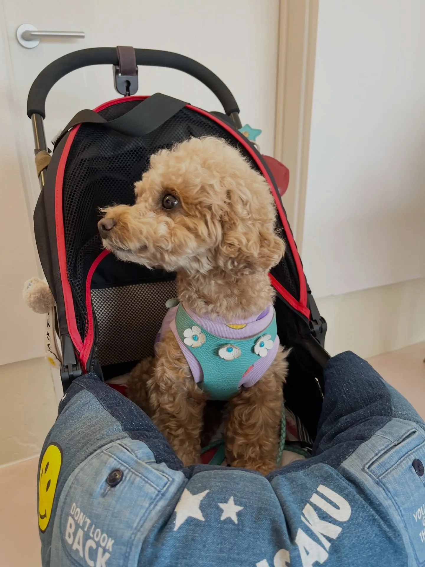 可愛さ満点のご来店です🐶🐶