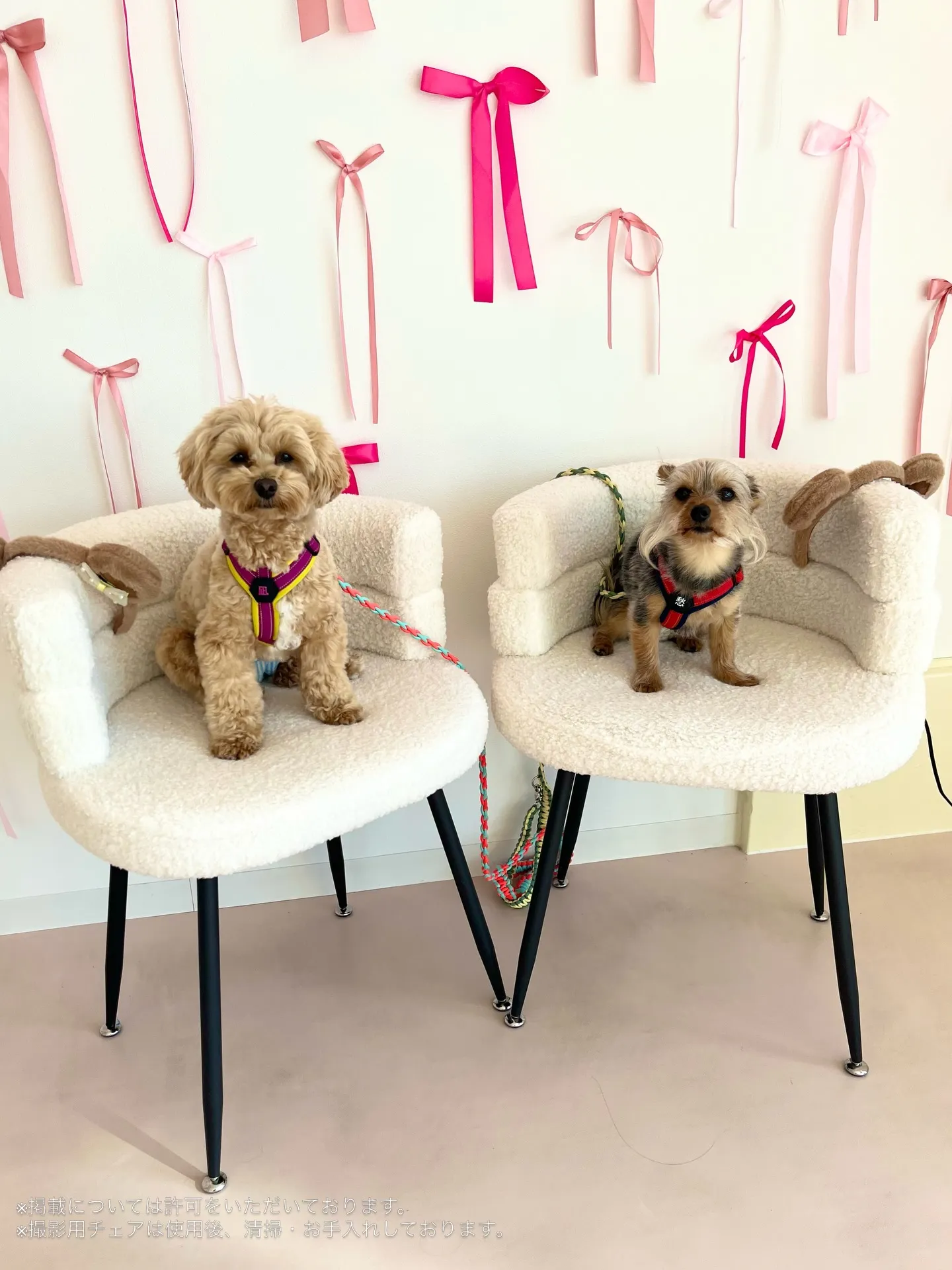 かわいさ満点のご来店です🐾🐾