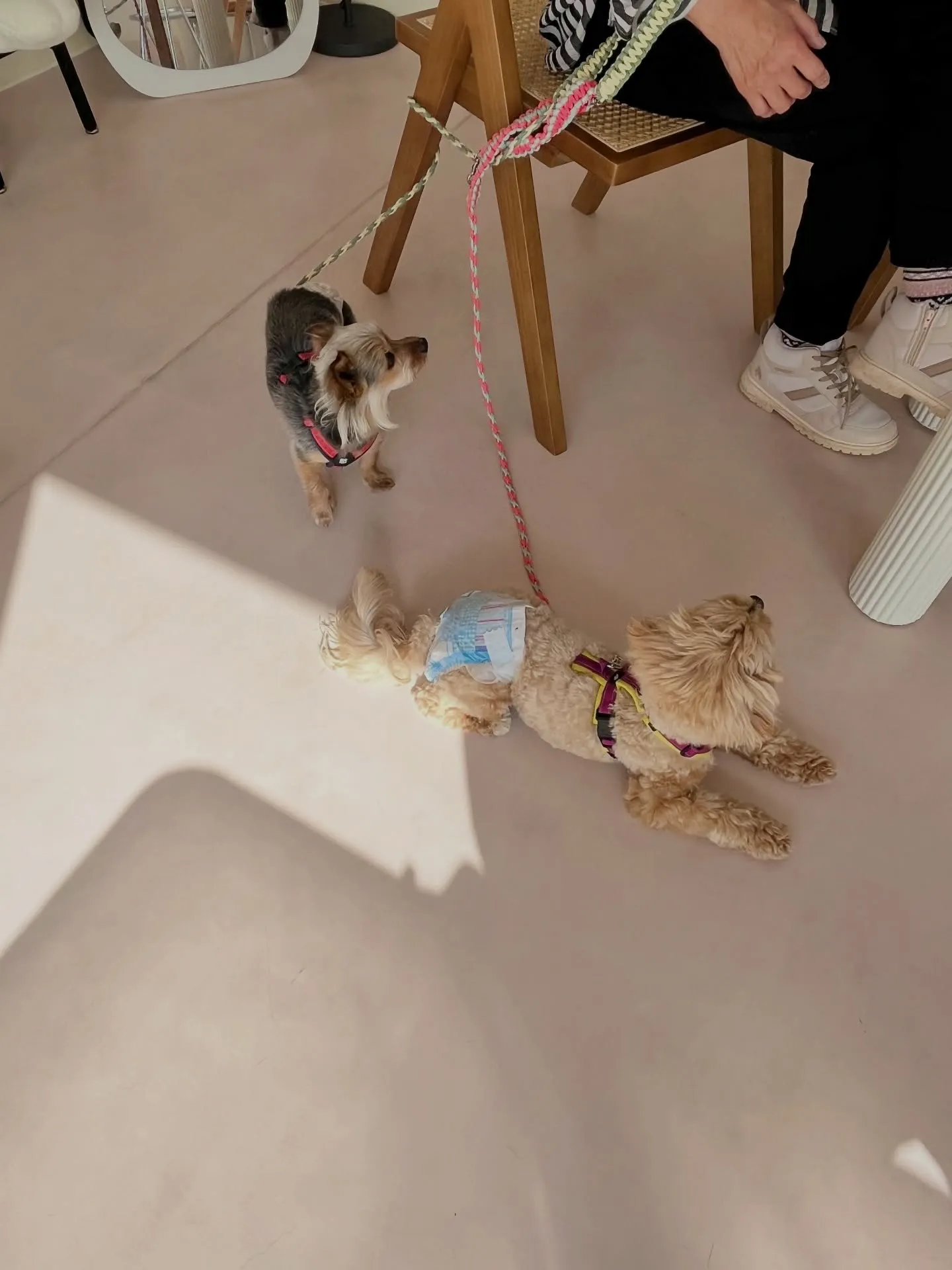 かわいさ満点のご来店です🐾🐾