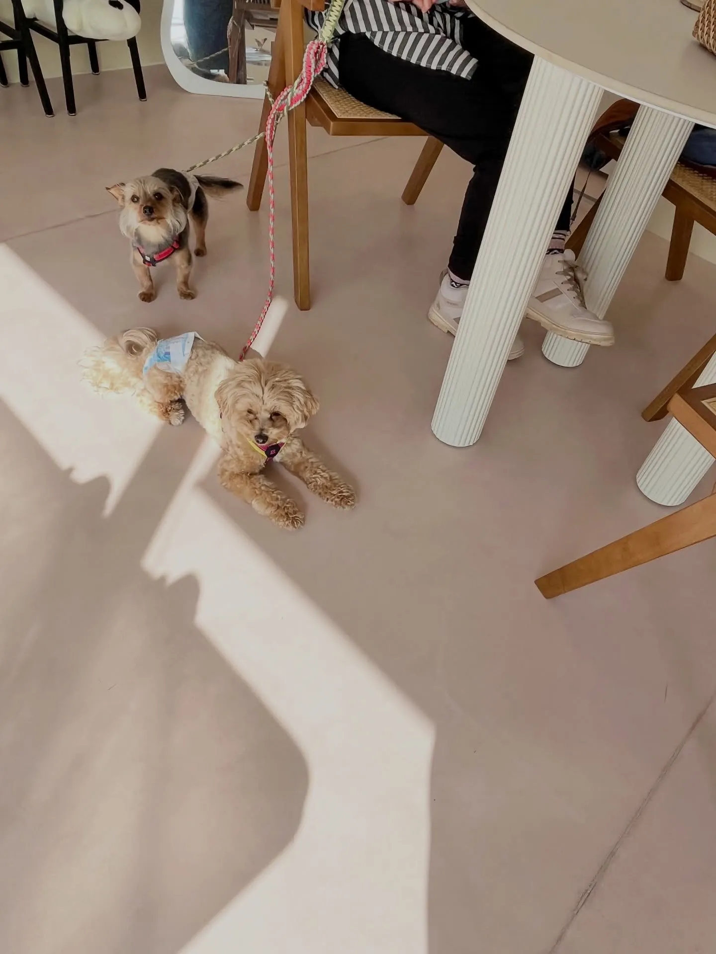 かわいさ満点のご来店です🐾🐾