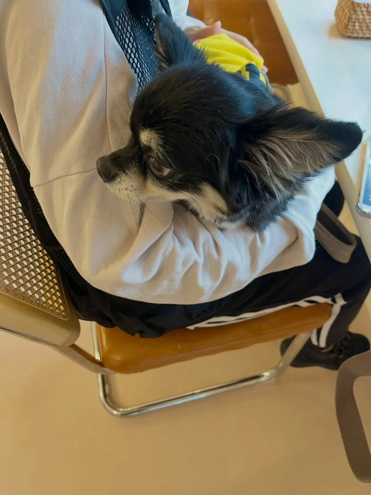 可愛さ満点のご来店です🐶
