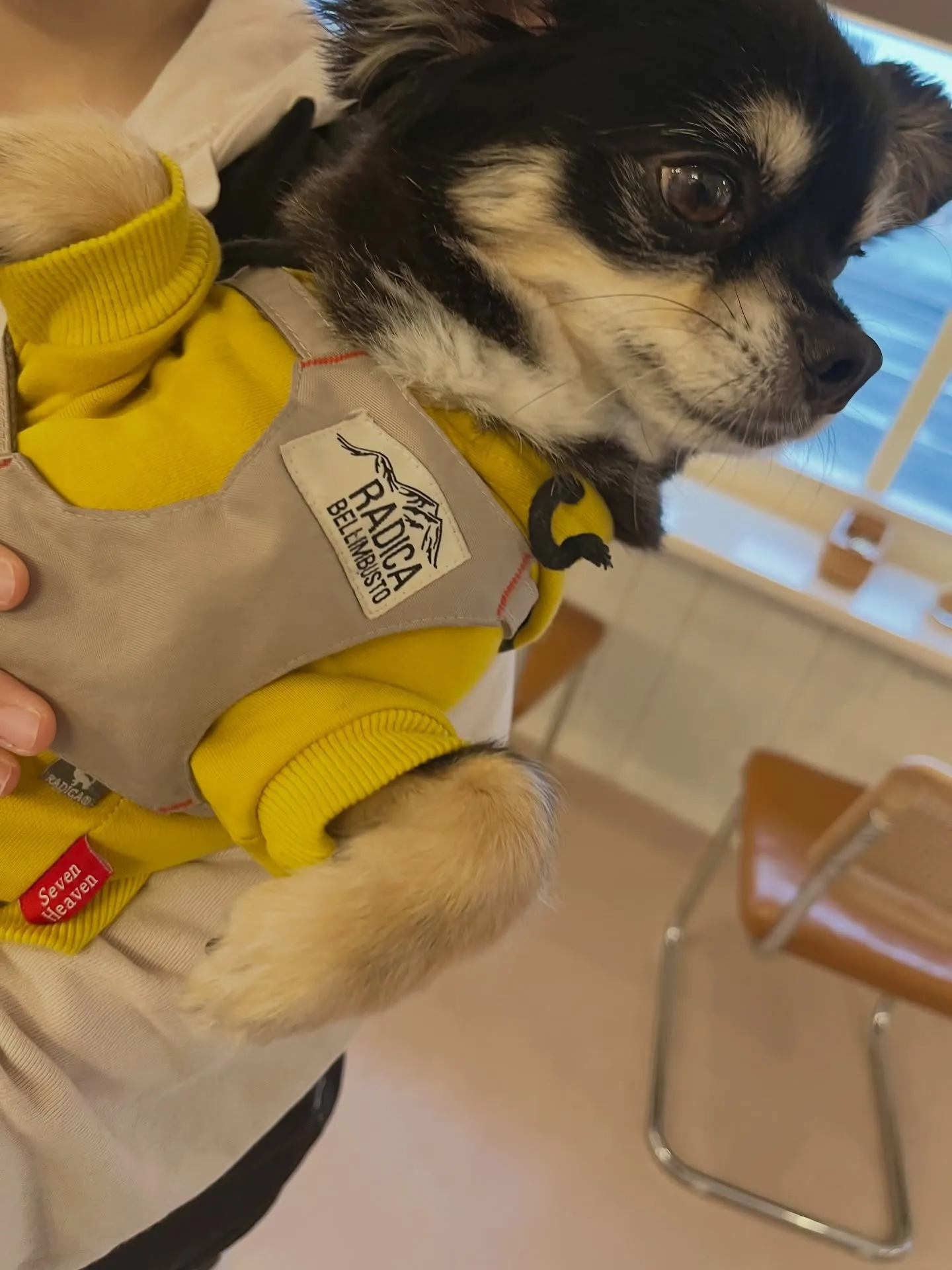 可愛さ満点のご来店です🐶